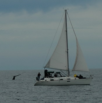 Whale and Boat